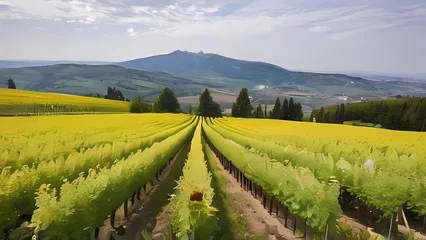 Zelfklevend Fotobehang vineyard in region country © Attaul