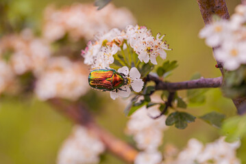 Beetle May rose Cetonia aurata on white thorn flowers