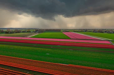 Schilderijen op glas Rain clouds passing over fields of tulips in Holland. © Alex de Haas