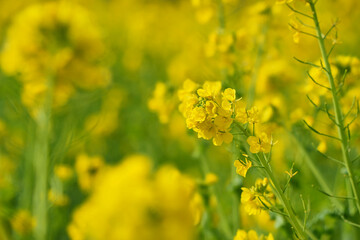 菜の花畑の輝き