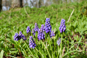 Grape Hyacinth aka Muscari in a woodland setting
