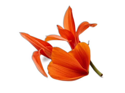 palash flower