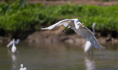 An egret flying with a fish in its mouth.