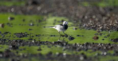 A white wagtail is walking on water.