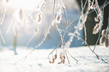 tree branches covered with frost in winter early in the morning, natural winter phenomenon, natural winter background