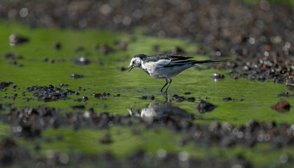 A white wagtail is walking on water.