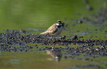 A little Ringed plover with reflection on water.