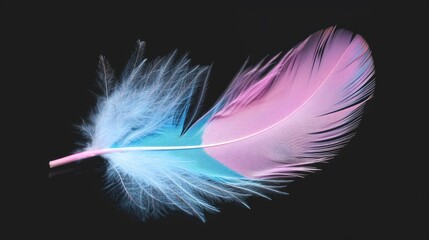 Single feather with pink and blue hues isolated on black background