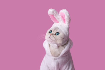 Portrait of white cat in a hat with bunny ears, in a white coat, on a pink background,close up