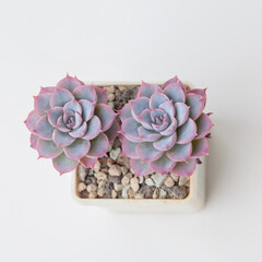 Two Flower Succulent rosette on white background top view