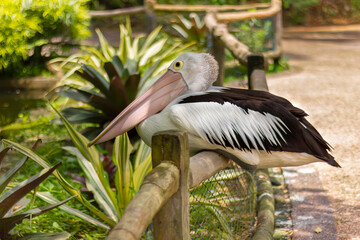 white pelican sitting on a fence