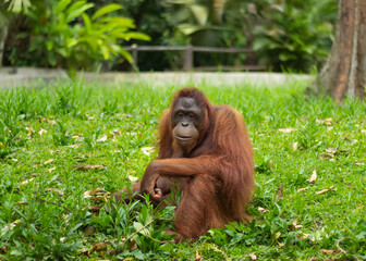 portrait of orangutan siting on grass © wella