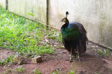 portrait of peacock on the zoo