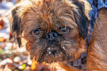 The Griffon Bruxellois or Brussels Griffon is a breed of toy dog, named for their city of origin of Brussels, Belgium