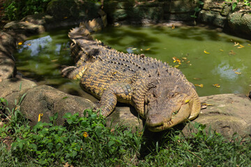 portrait of crocodiles enjoying the sun