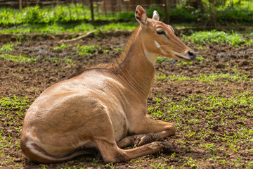 Asian antelope, Nilgai, endemic antelope in India