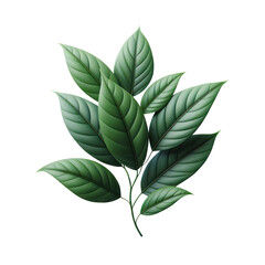 leaf green isolate PNG transparent - obrazy, fototapety, plakaty