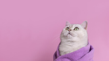 Close up of head beautiful cat in a violet towel , on pink background