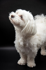 Cute white male Maltese dog on a black studio background