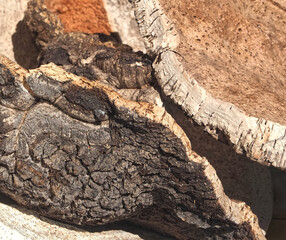 Peeled cork oak tree - the bark is used for the production of cork in Portugal