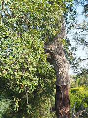 Peeled cork oak tree - the bark is used for the production of cork in Portugal