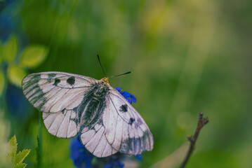 Clouded Apollo butterfly Parnassius mnemosyne in a flowery meadow. Butterfly head in yellow pollen
