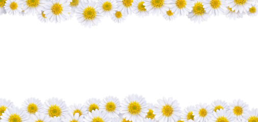 Many beautiful daisies For making background images PNG transparent