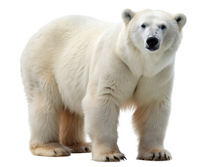 Polar bear. isolated on transparent background.
