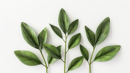 top view leaves of plants with stems on white background, copy space, 16:9