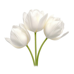 Beautiful tulip flower isolated on white