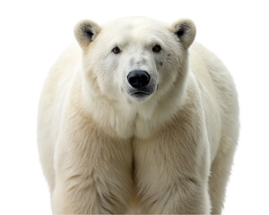 Fototapeta premium Polar bear. isolated on transparent background.