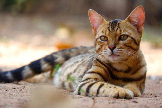 portrait of leopard print cat on the ground