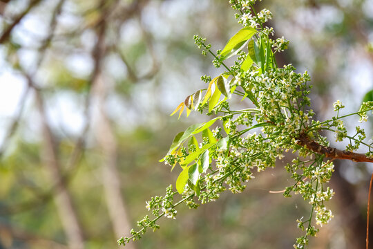 Neem flowers on branch of a tree with leaves