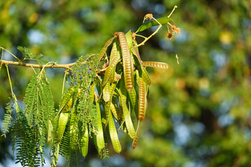 pods of acacia on a branch of a tree