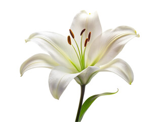 White lily flower. isolated on transparent background.