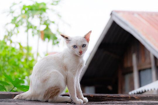white cat siiting on roof ,Cat posing look at camera on roof, a charming portrait 