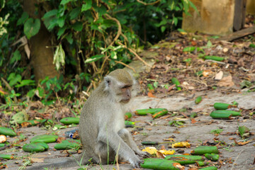 Naklejka na ściany i meble Long-tailed macaque (Macaca fascicularis) also known as cynomolgus monkey looking for food in Sumatra island, Indonesia