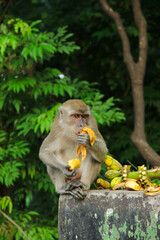 Long-tailed macaque (Macaca fascicularis) also known as cynomolgus monkey eating a banana in Sumatra island, Indonesia
