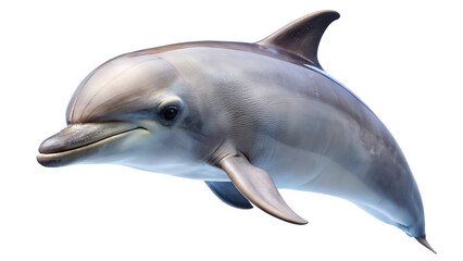 Dolphin. isolated on transparent background.