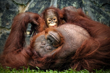 Orangutan baby and mom cute two animals
