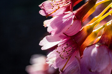 Cherry Blossom in spring morning Washington