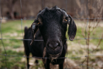 Close up of black Nubian goat sticking head through fence