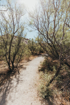 Wooded Desert Path in Hueco Tanks State Park