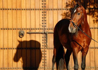 Andalusian Horse in front of beautiful barn in Arizona © Cavan