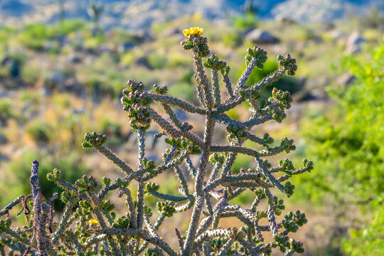A flowering cactus in Tucson, Arizona