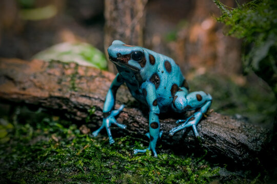 The Dyeing Poison Dart Frog (Dendrobates tinctorius)