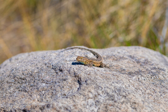 A Desert Horned Lizard in Tucson, Arizona