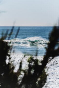wave breaking in the ocean, behind the plants, sunset