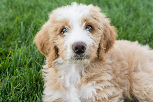 Fluffy peach and white Bernedoodle puppy sitting in green grass