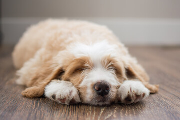 Cute peach and white fluffy puppy sleeping on his paws